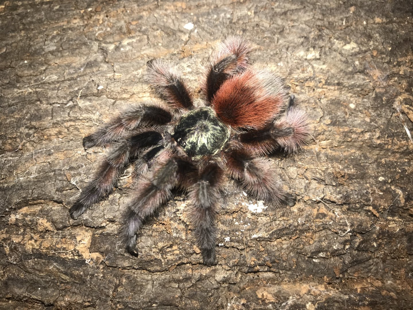 C versicolor mm