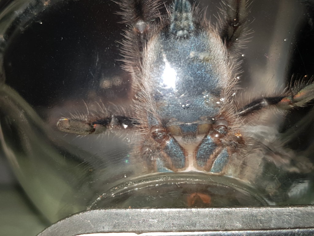 C.versicolor sex me please 2"