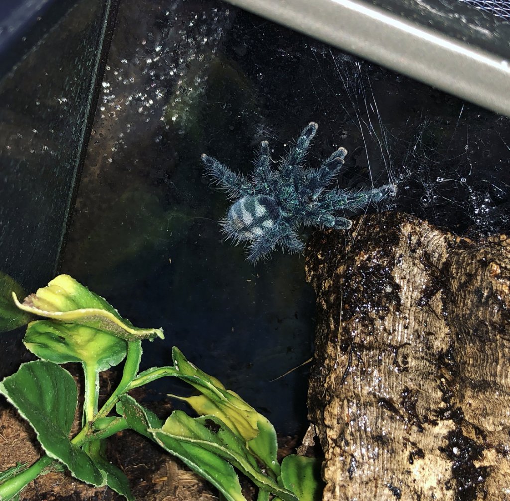 C. Versicolor sling growing