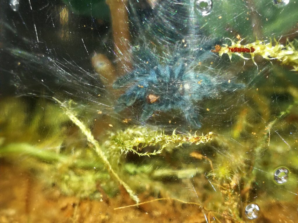 C. versicolor sling