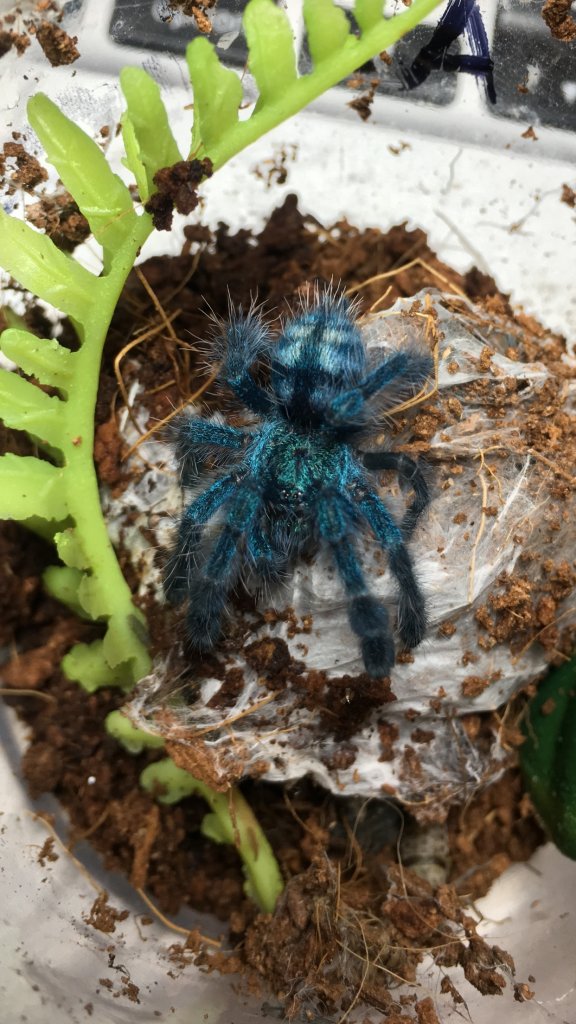 C. versicolor sling