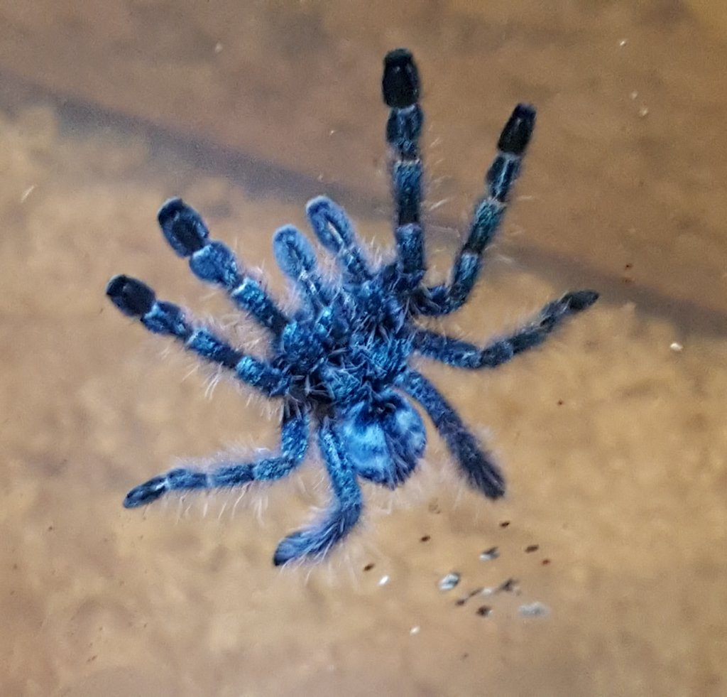 C versicolor sling