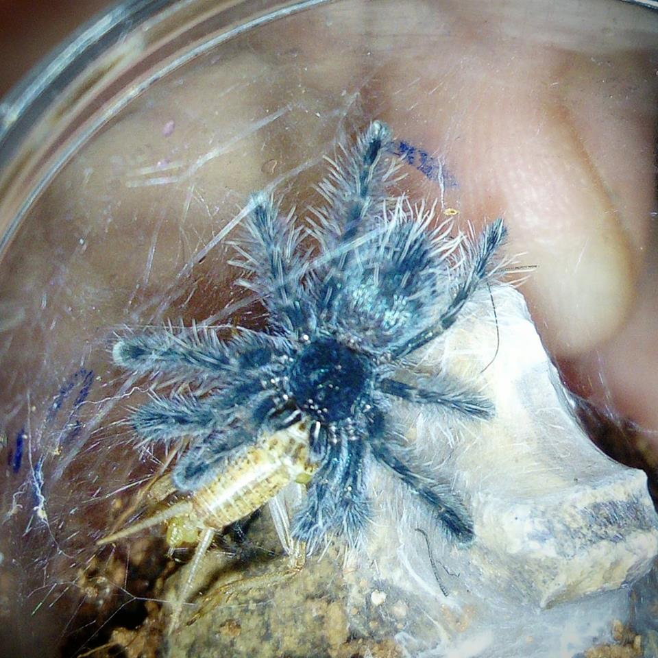 C.Versicolor Sling