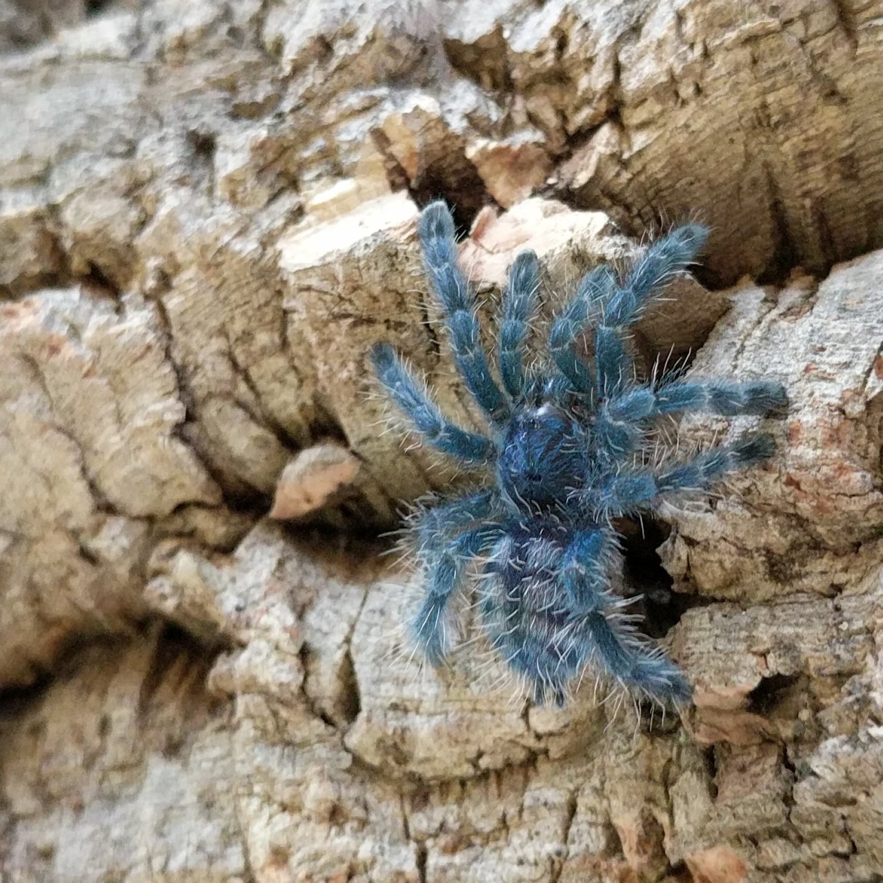 C. versicolor sling