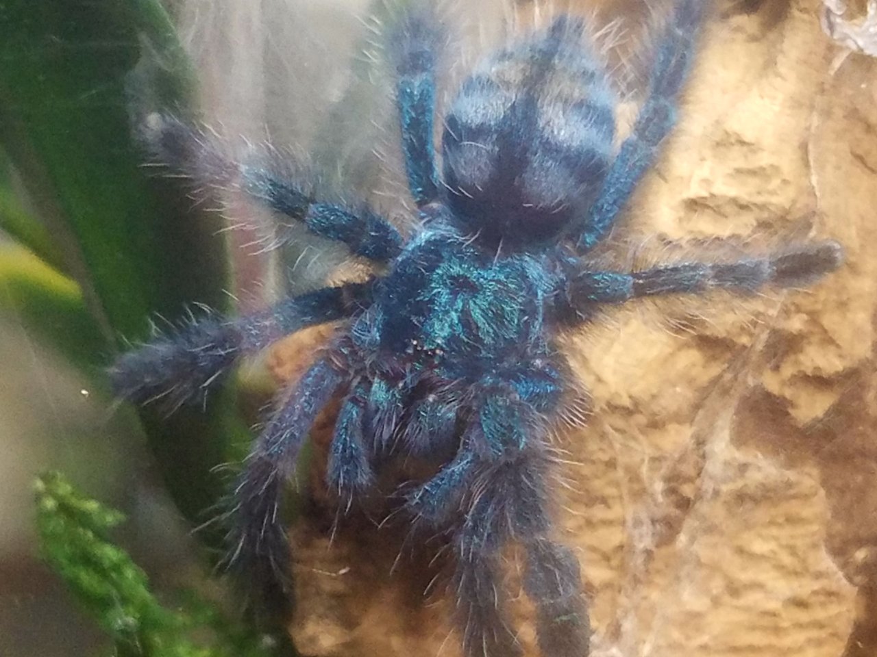 C. versicolor