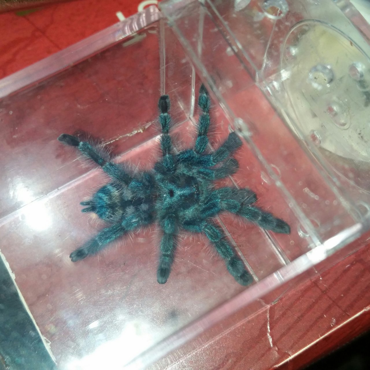 C. versicolor