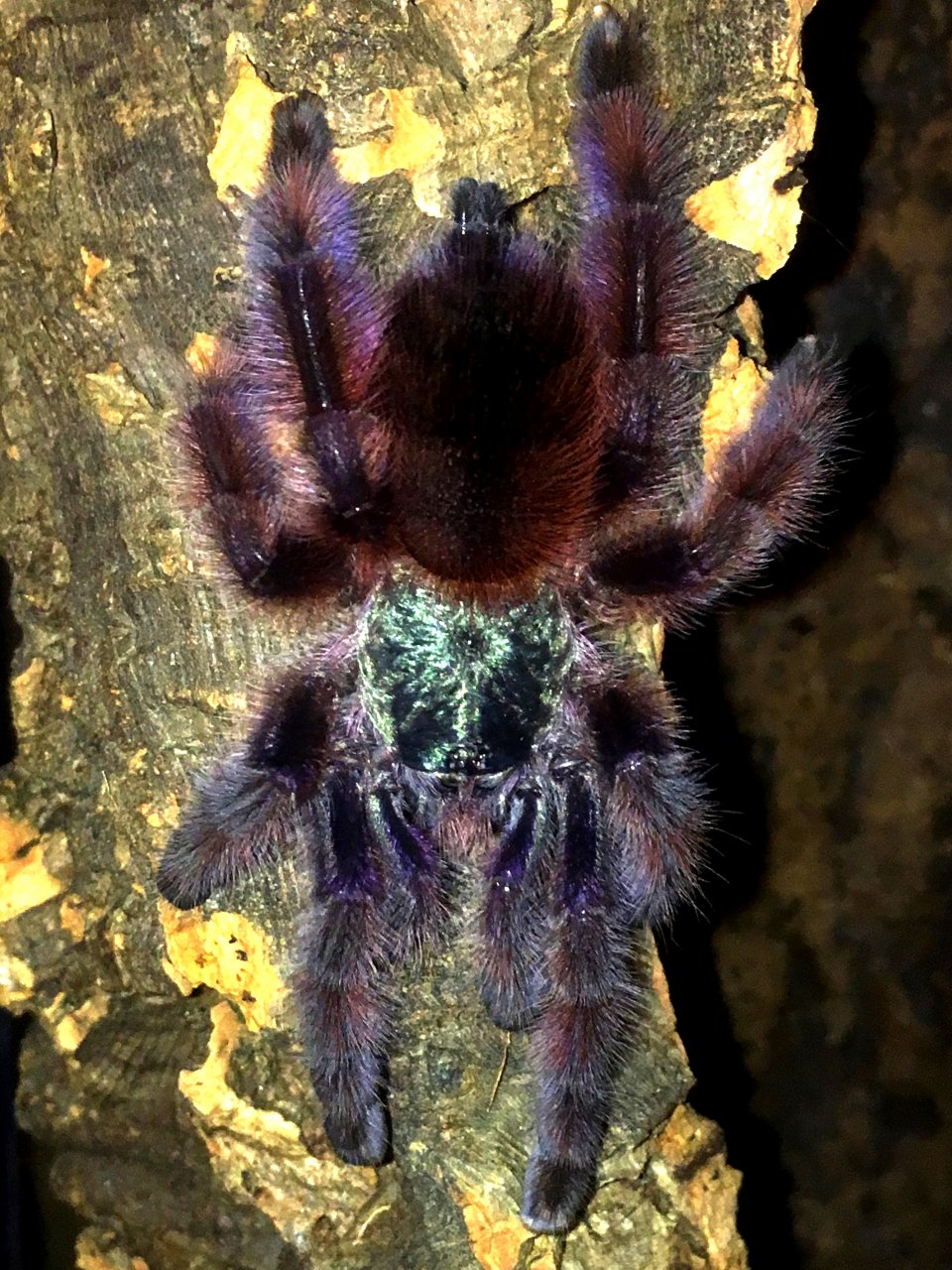 C. versicolor