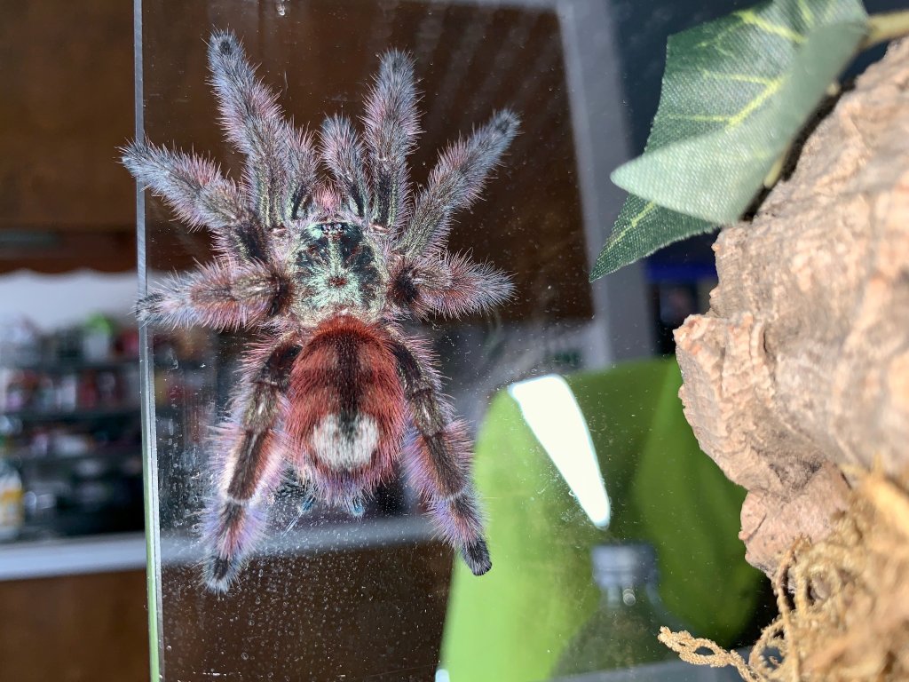 C. Versicolor