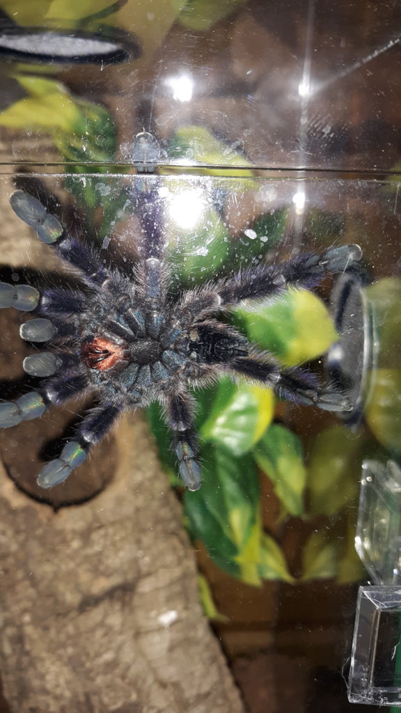 C. versicolor