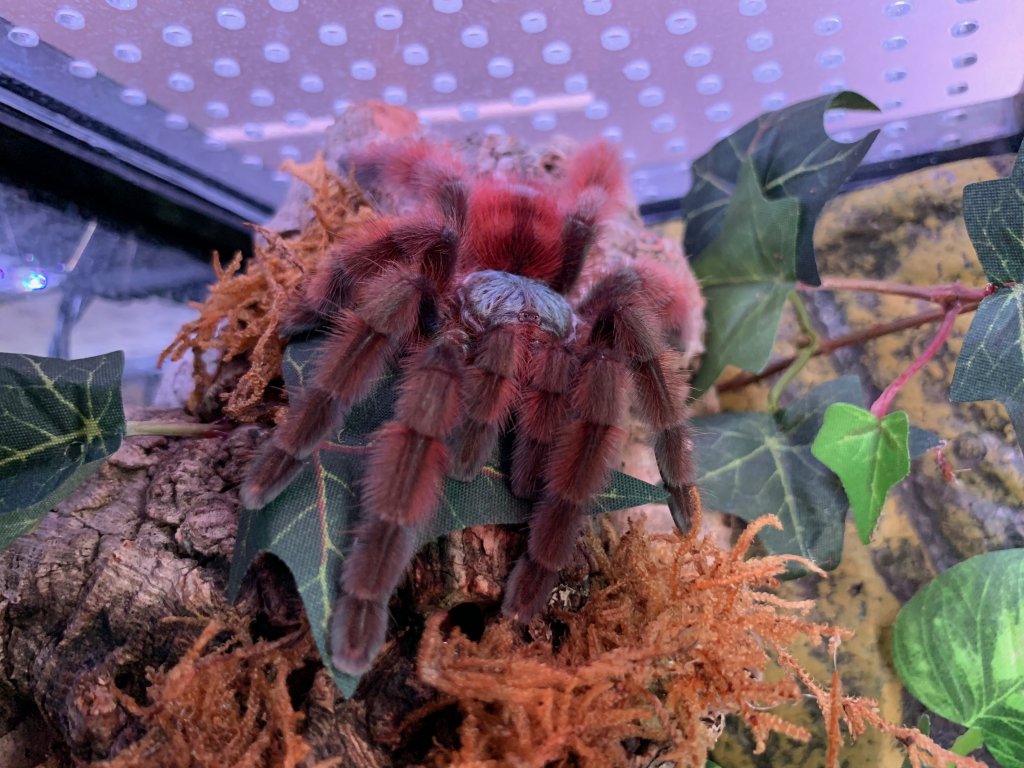 C. Versicolor