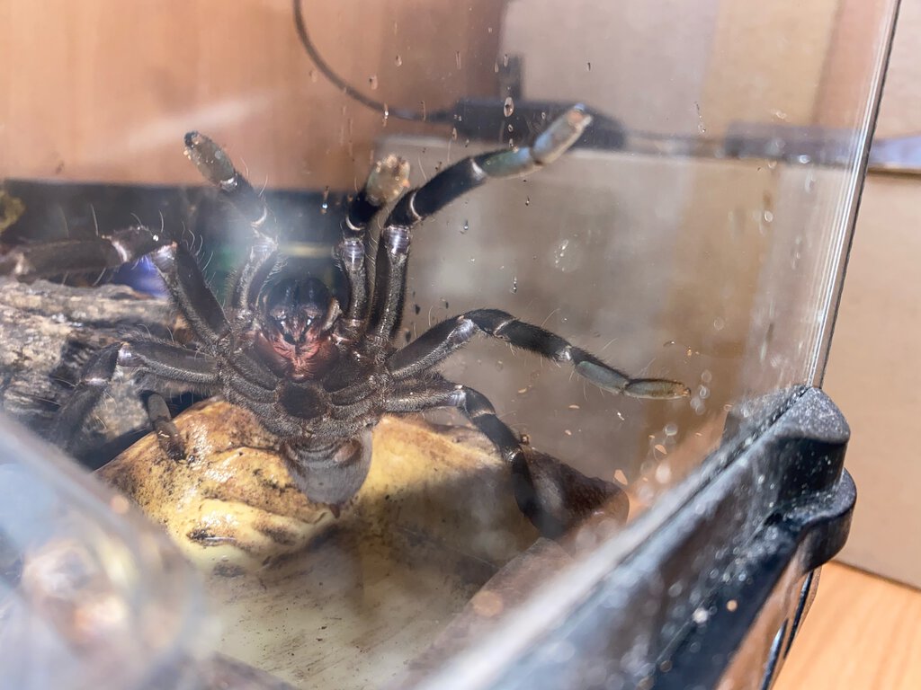 C. Vonwirthi sex? That's the best photo I could get of her underside, she's too aggressive ahah