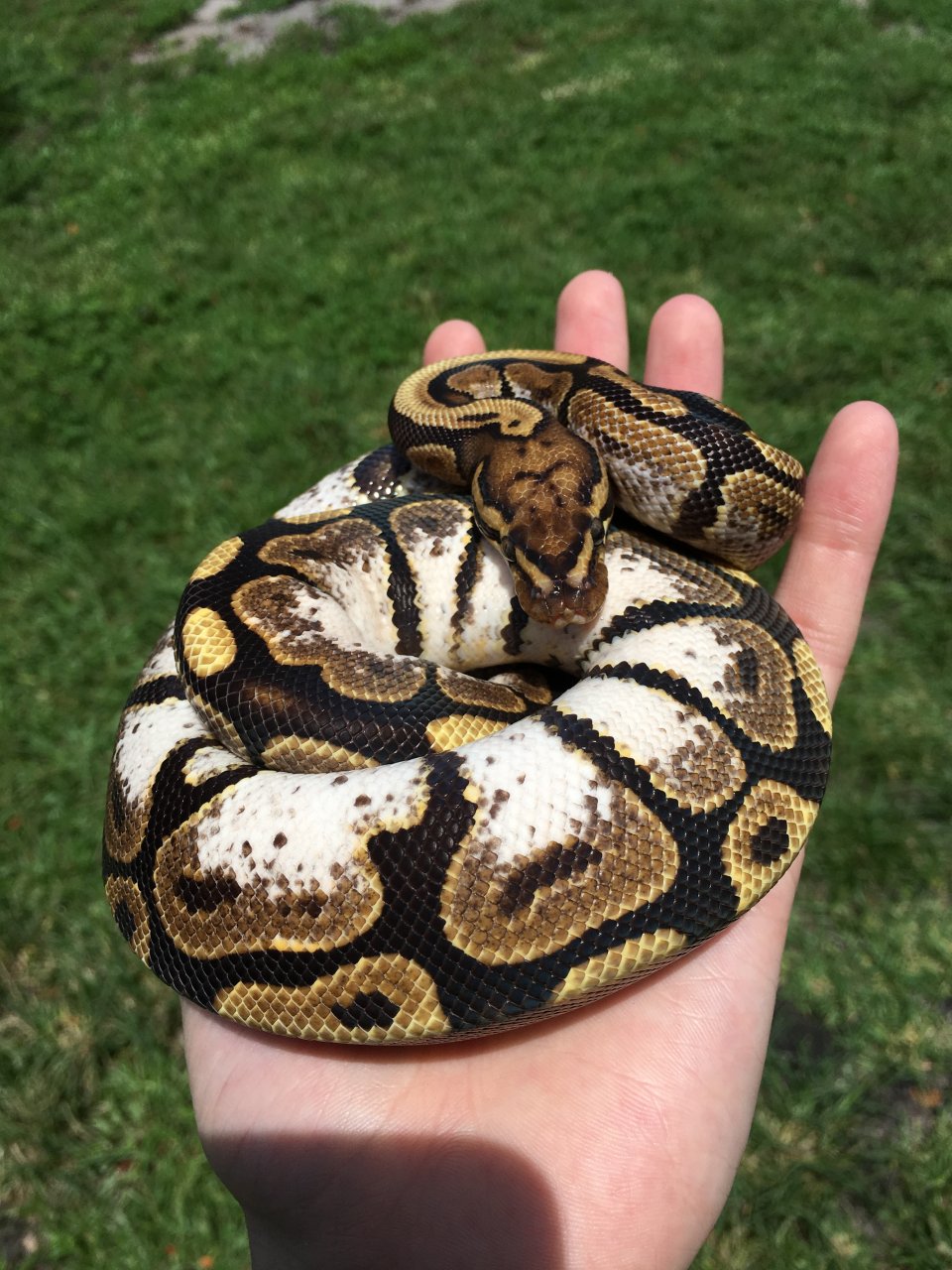 Calico Spotnose Ball Python