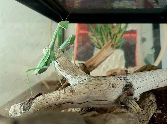 California Mantis