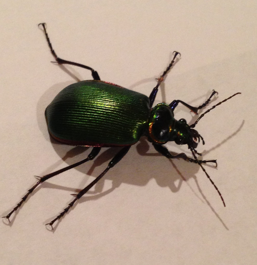 Calosoma scrutator