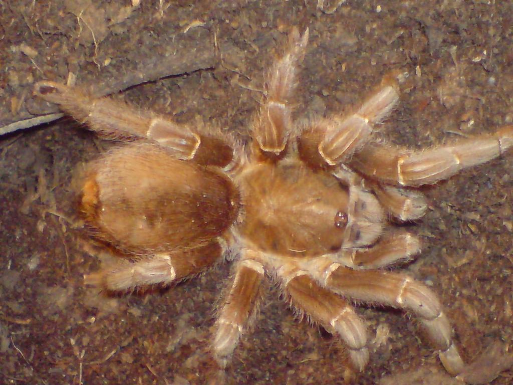 Can anyone id this tarantula