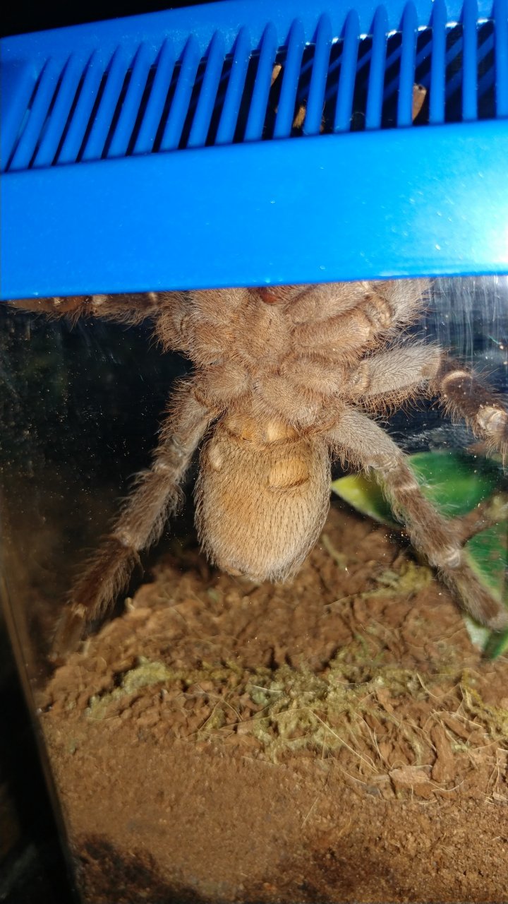 Can you tell if my A. Seemani is male or female