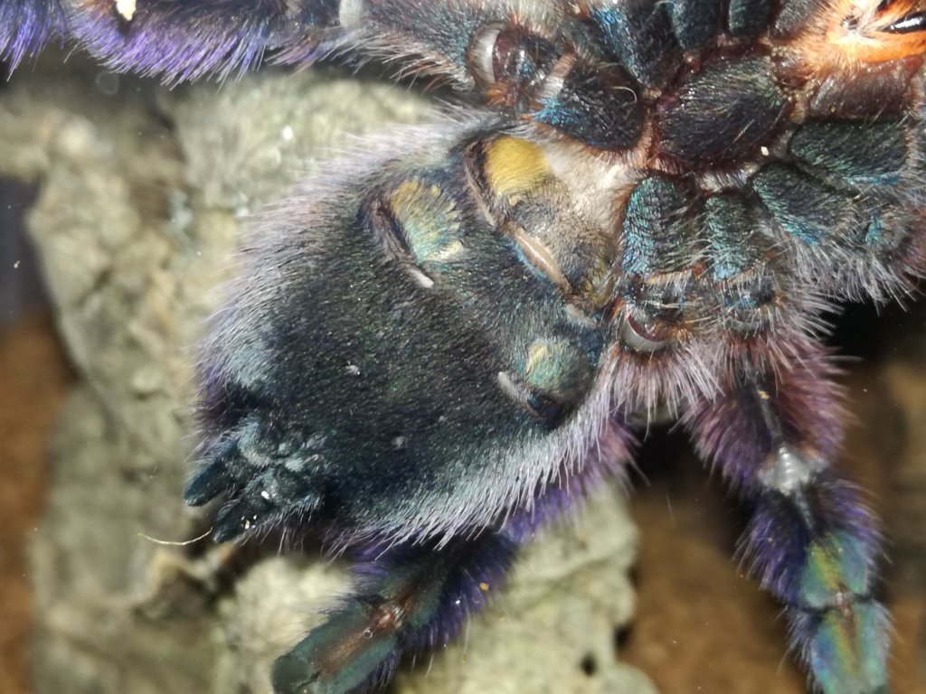 Caribena versicolor 2