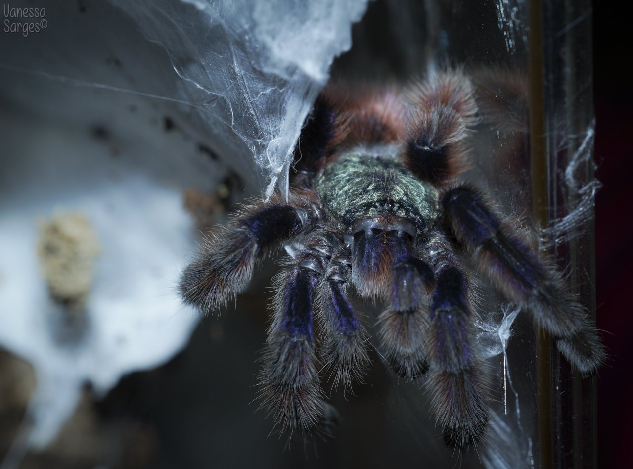 Caribena versicolor Juvenile Male