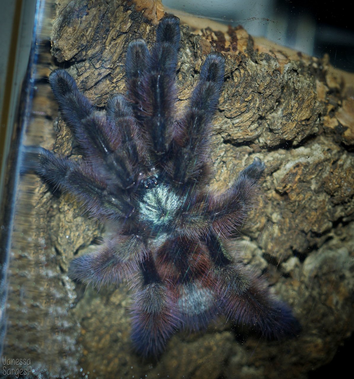 Caribena versicolor Juvenile/Sub-Adult Male