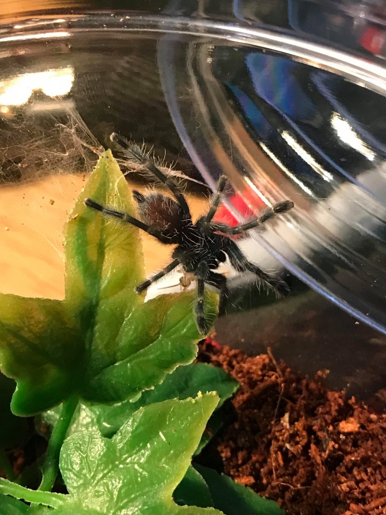 Caribena Versicolor Semi Sling