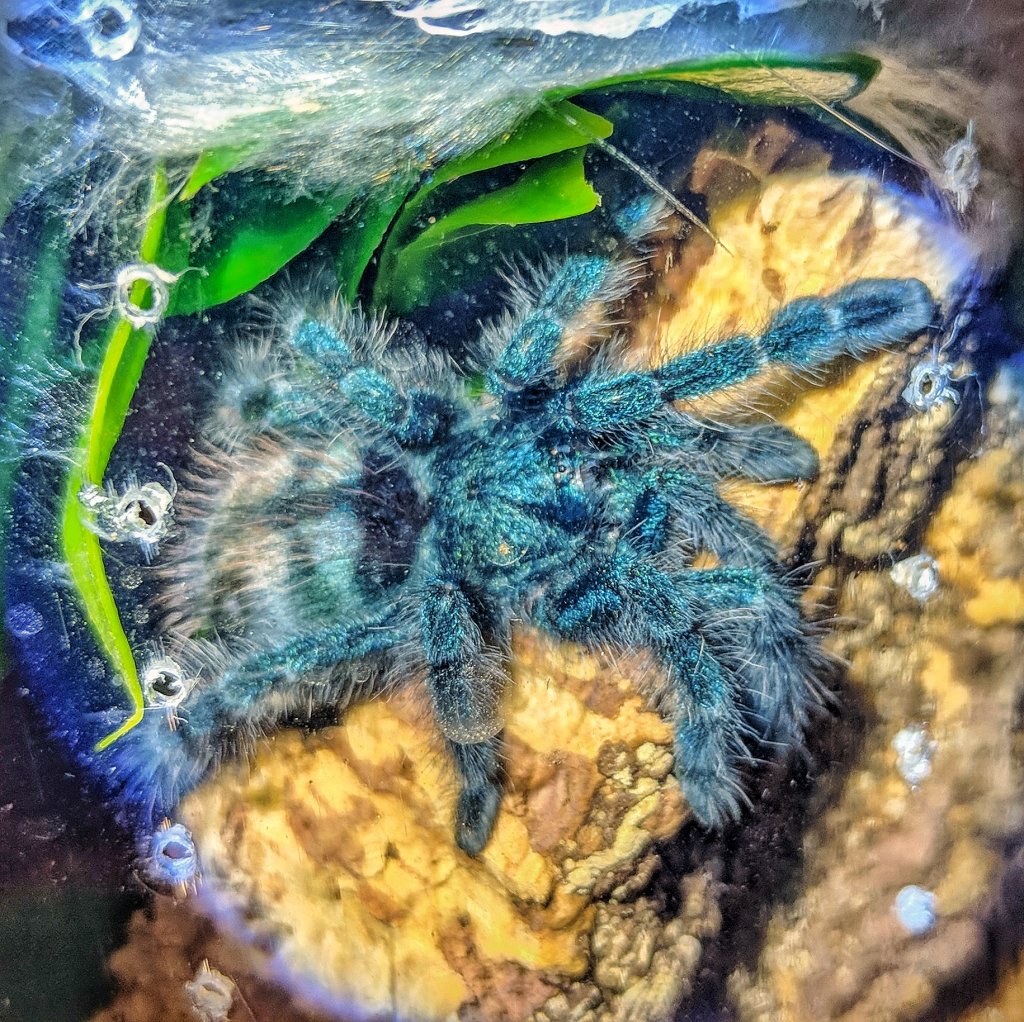 Caribena versicolor sling.