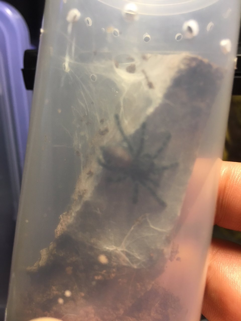 caribena versicolor sling