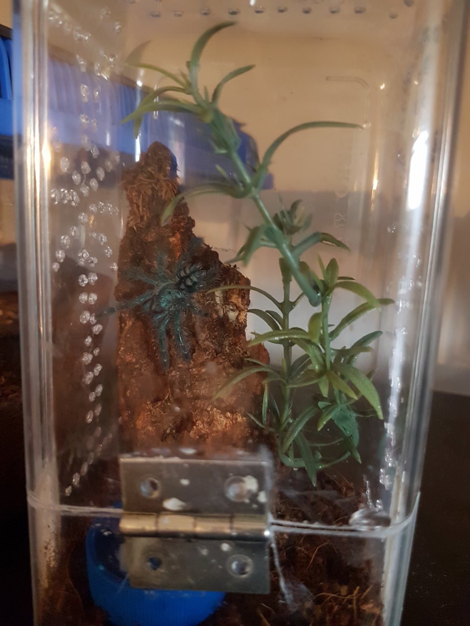 Caribena Versicolor Sling