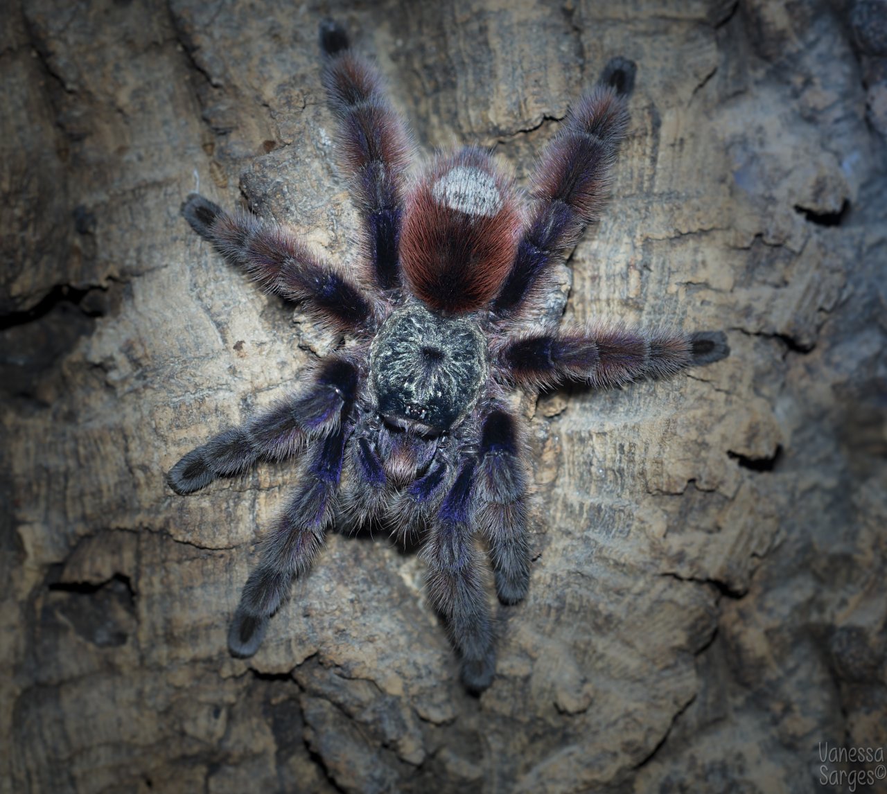 Caribena versicolor Sub-Adult Male