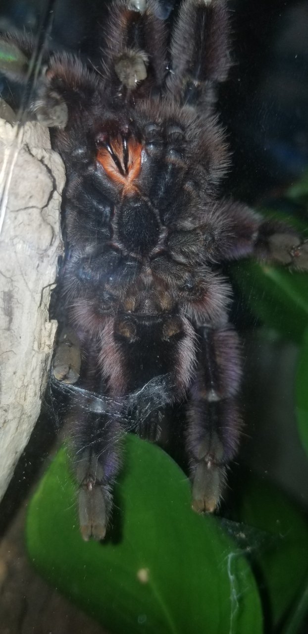 Caribena versicolor