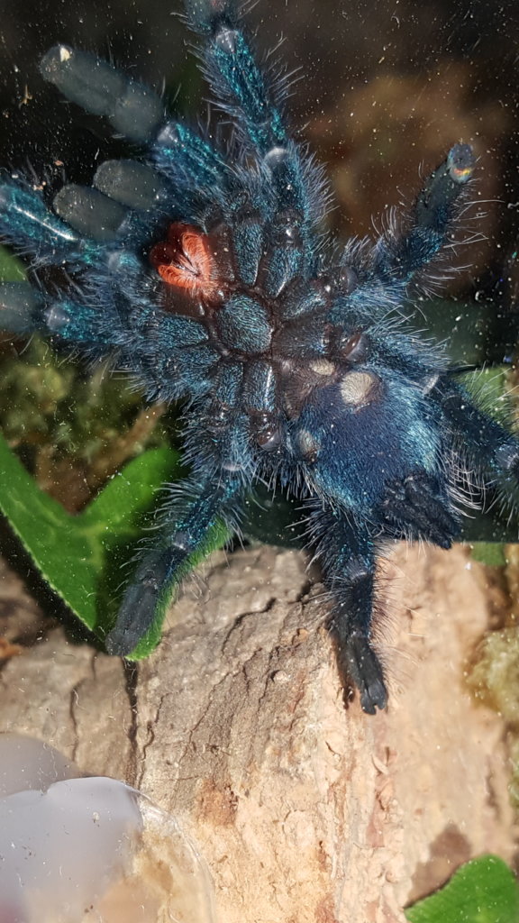 Caribena versicolor