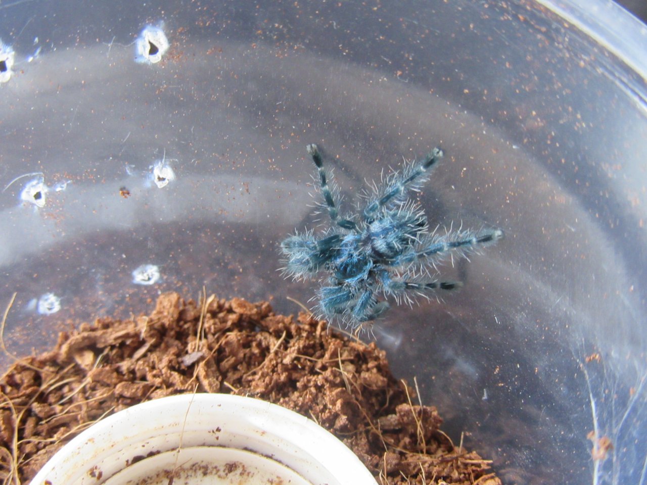 Caribena versicolor