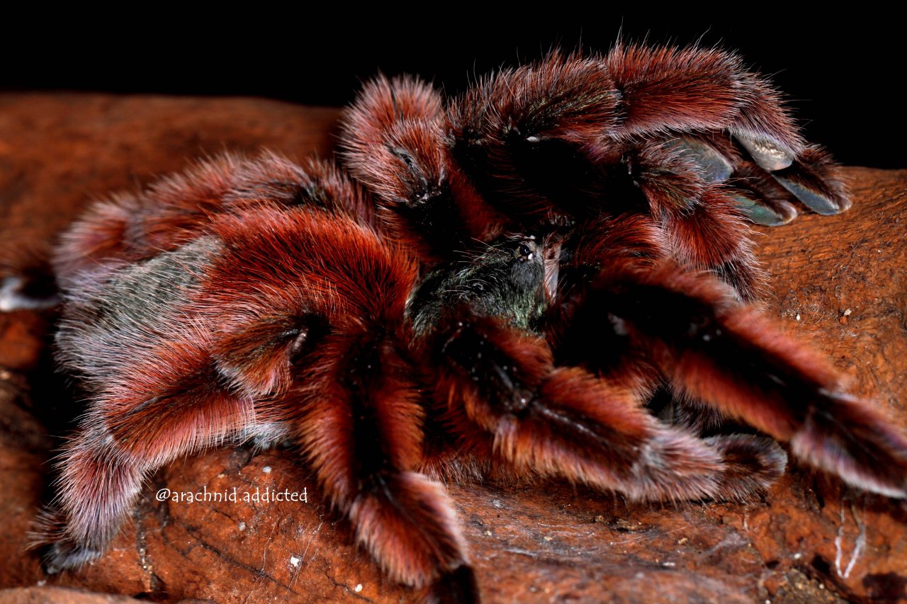 Caribena versicolor.