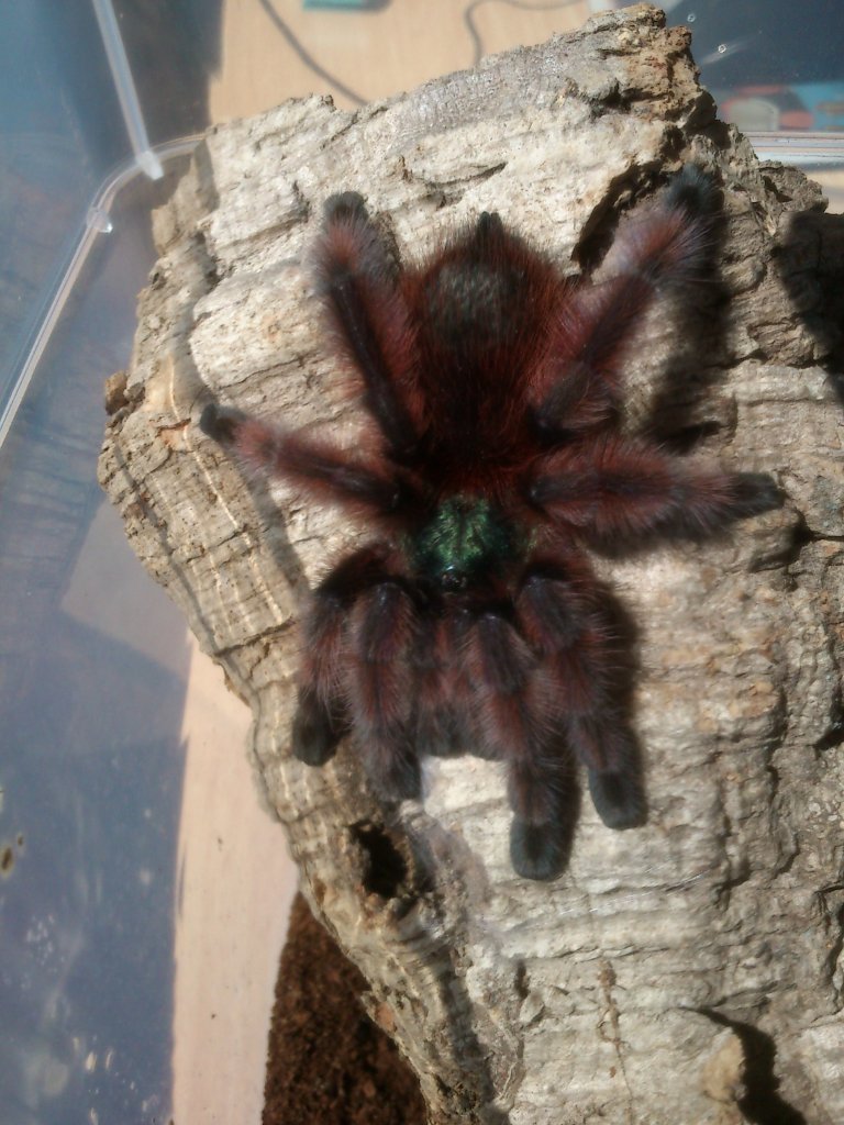 Caribena versicolor