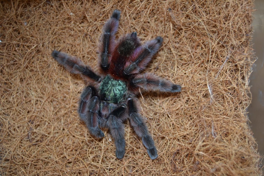 Caribena versicolor