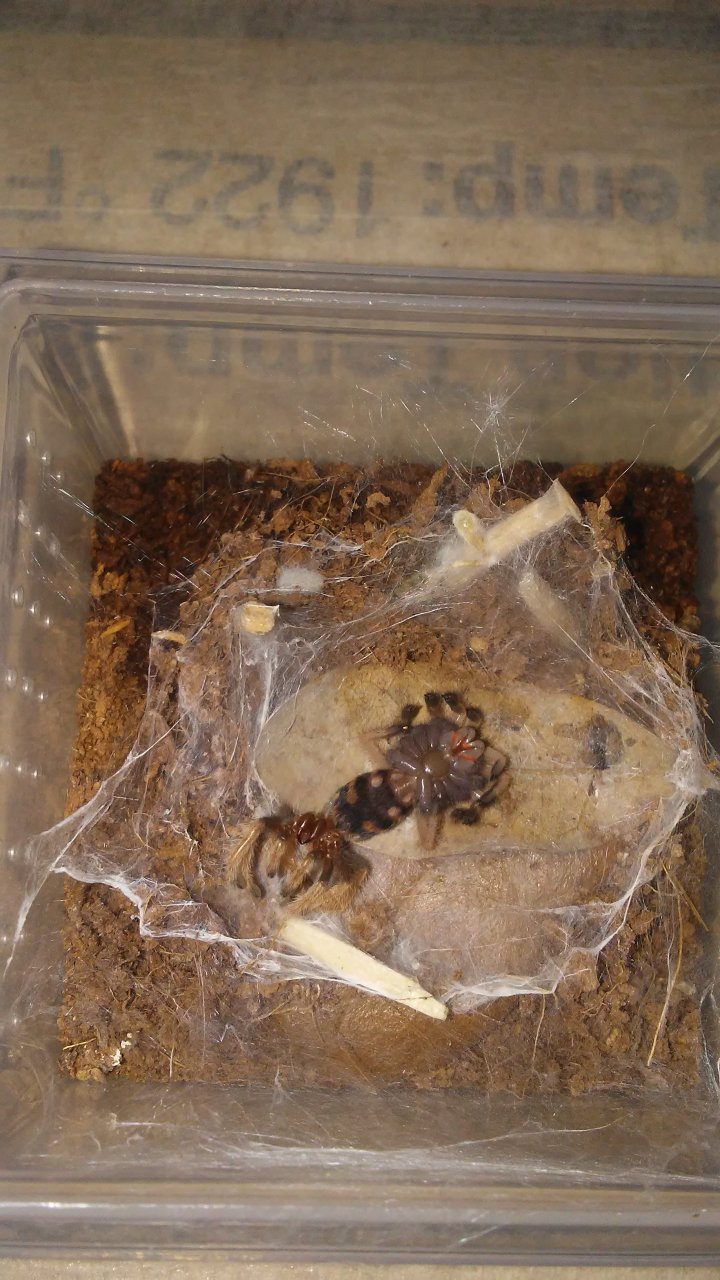 Caught my GBB molting