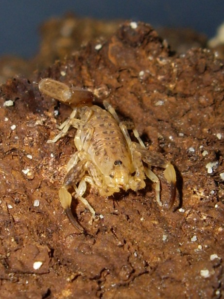 Centruroides bani from Dominican Republic