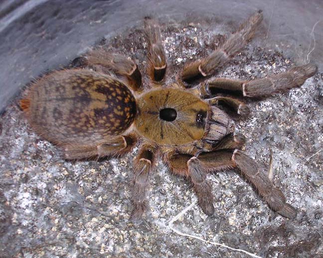 Ceratogyrus brachycephalus