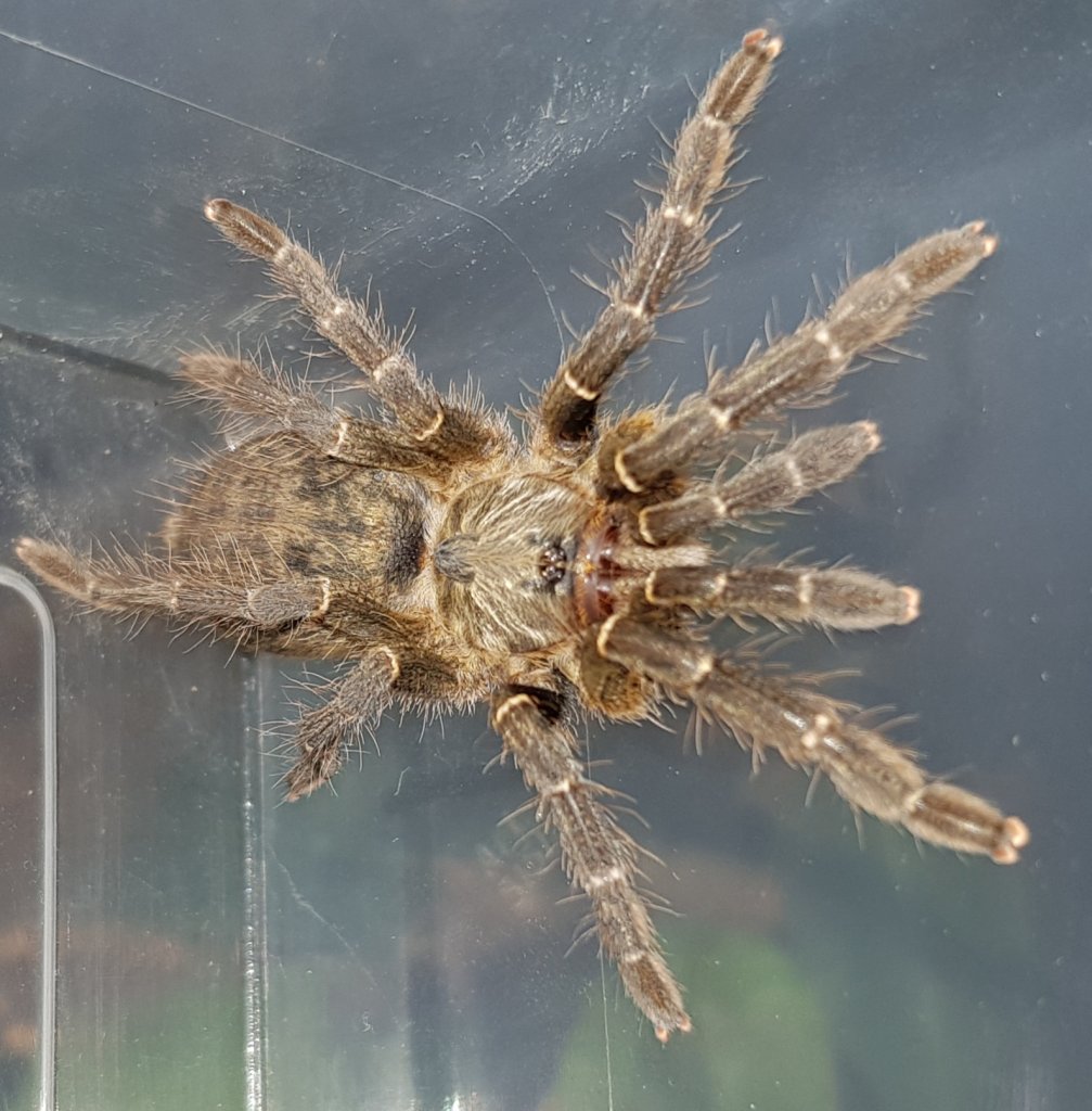 Ceratogyrus darlingi waiting in pot while home is being cleaned