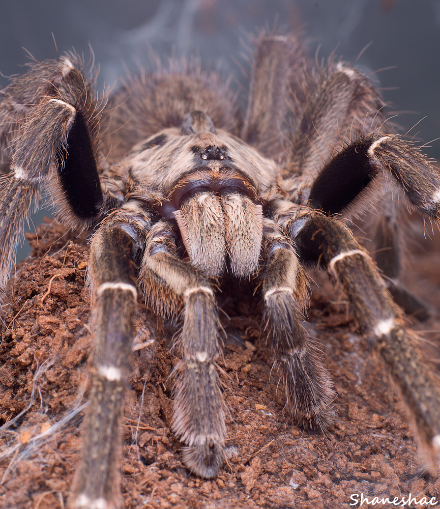 Ceratogyrus darlingi