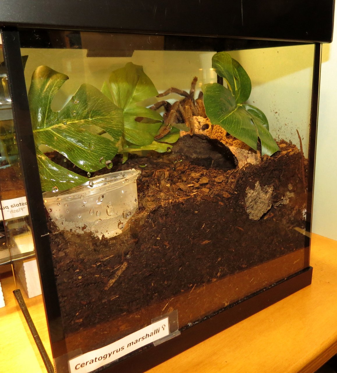 Ceratogyrus marshalli Enclosure