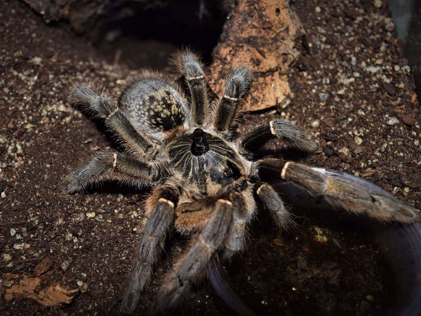 Ceratogyrus marshalli