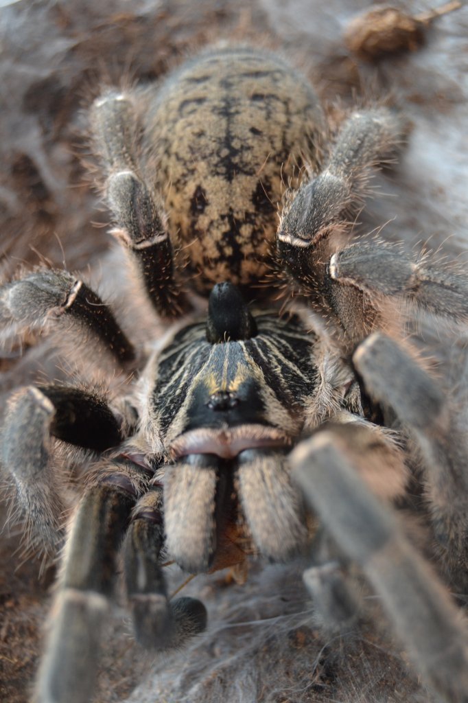 Ceratogyrus marshalli