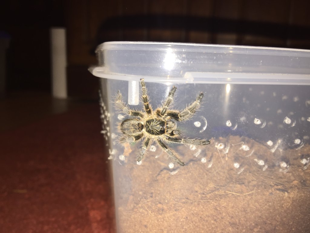 Ceratogyrus Meridionalis sling