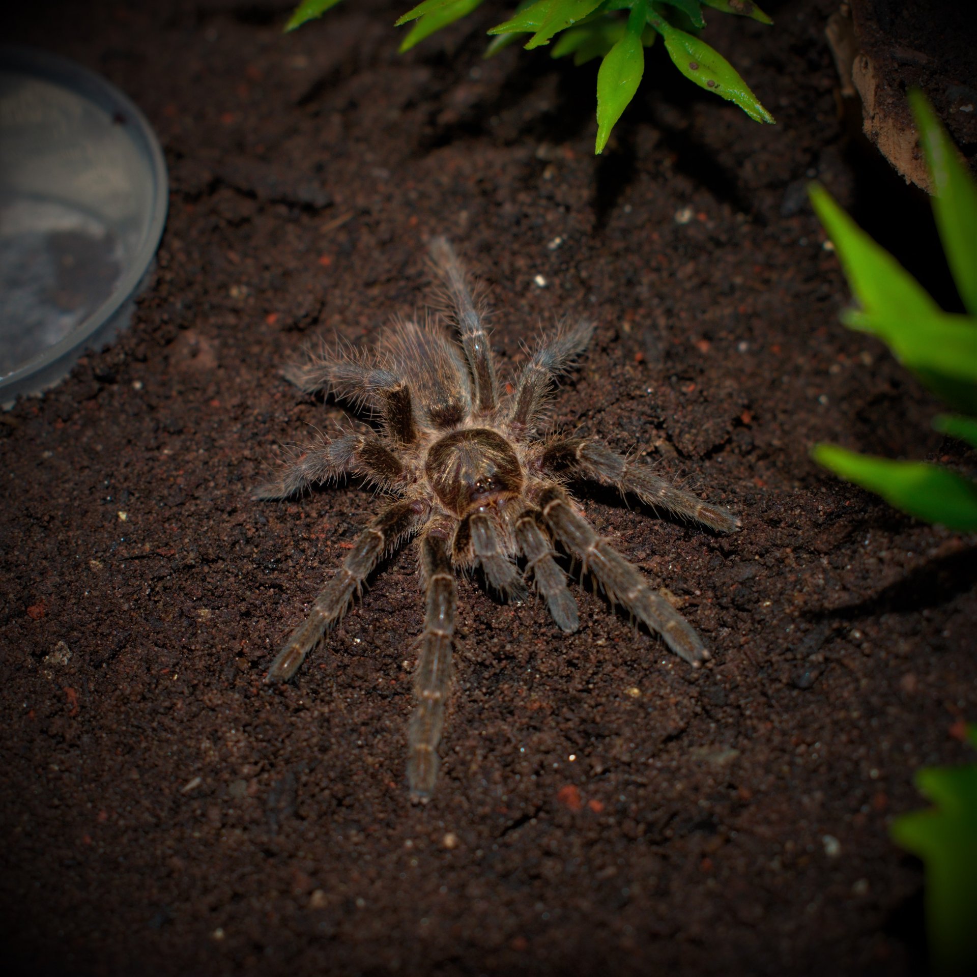 Ceratogyrus meridionalis