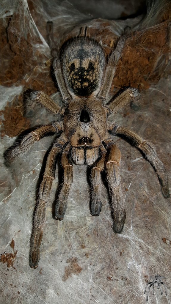 Ceratogyrus sanderi (Sandy Horned Baboon)