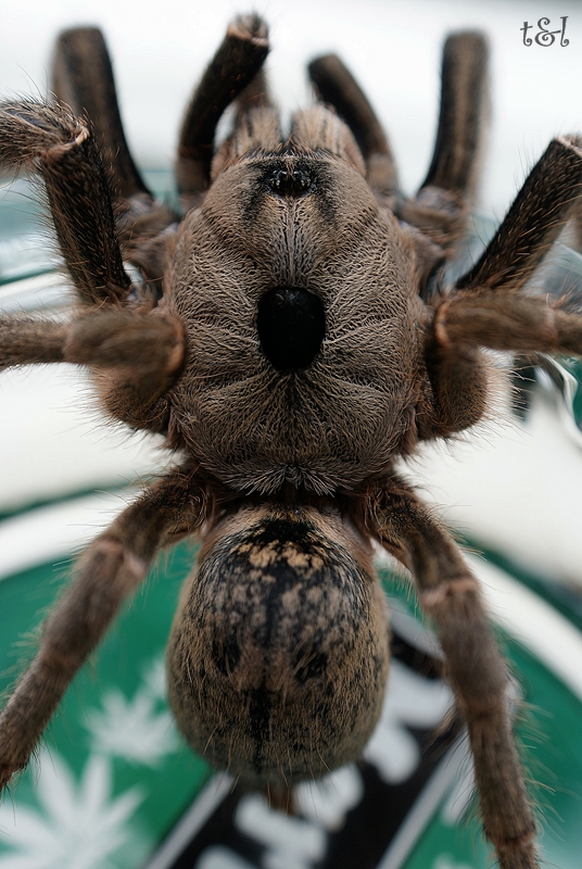 Ceratogyrus sanderi