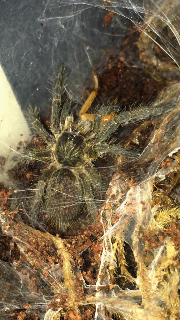 Ceratogyrus sp. unknown