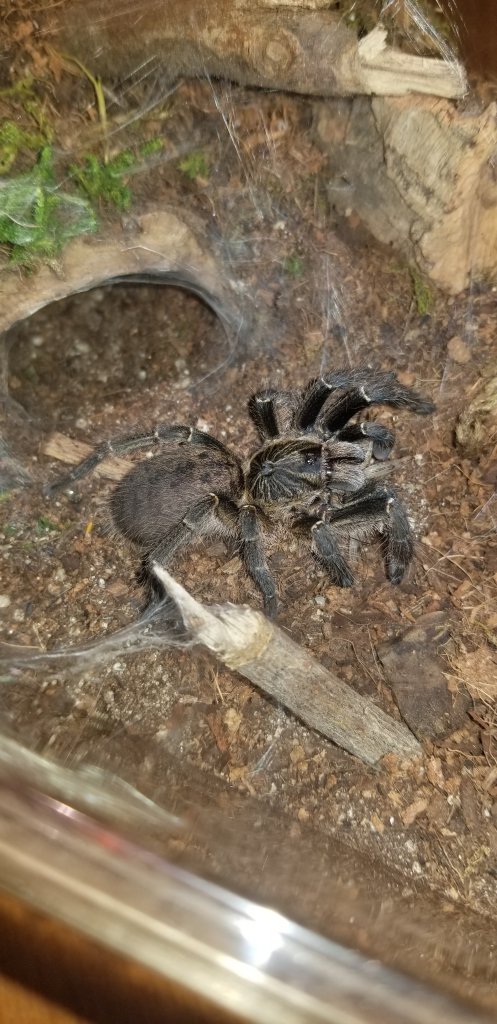 Ceratogyrus sp?