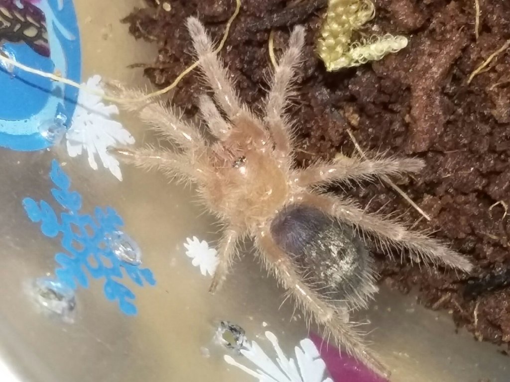 Chaco Sling getting ready to molt maybe?