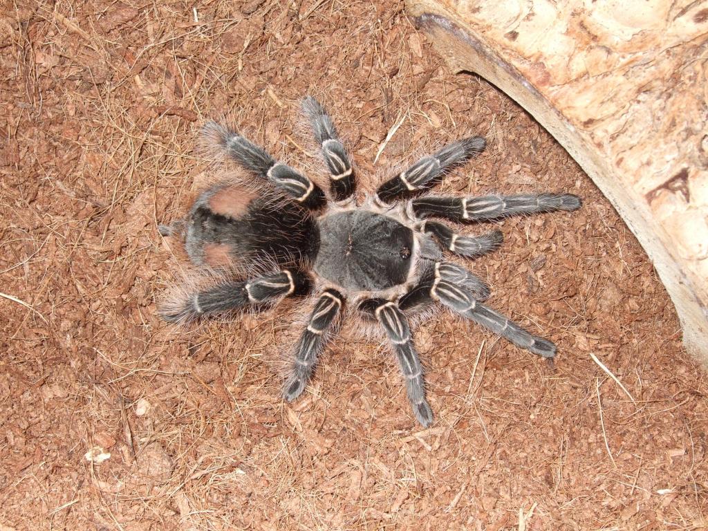 Charlotte~ E. campestratus~ my first T =D